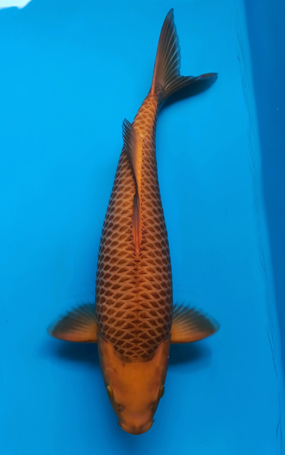 Juara 4