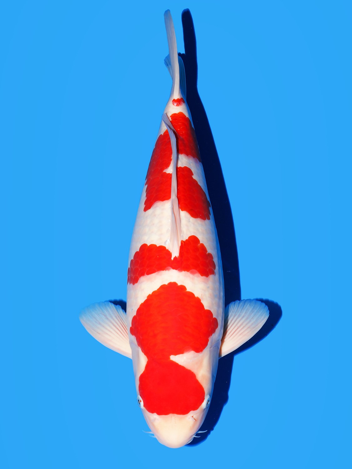 Juara 1