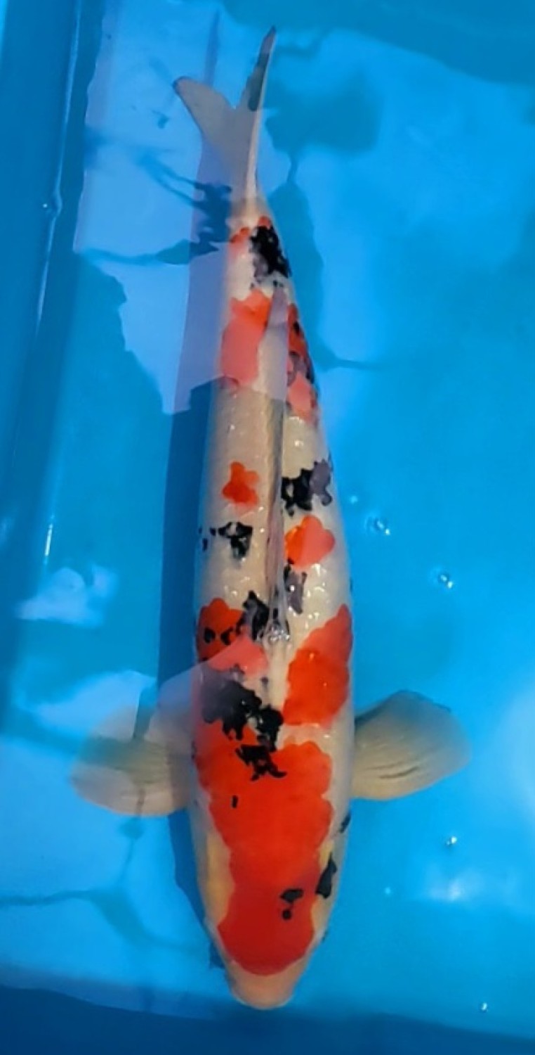 Juara 5