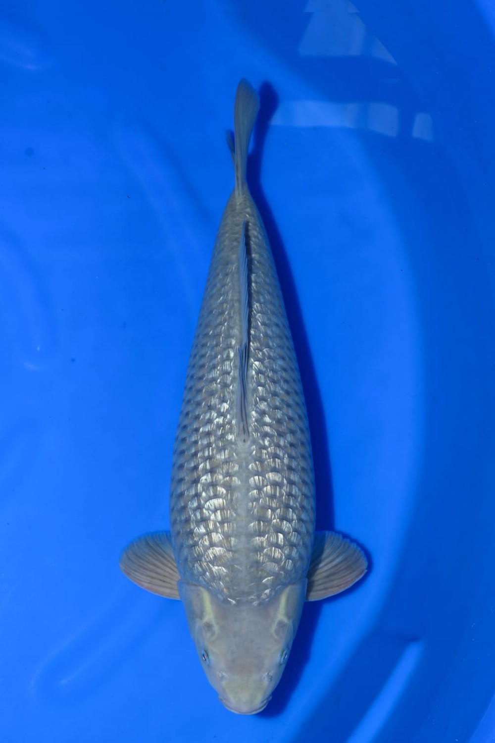 Juara 1