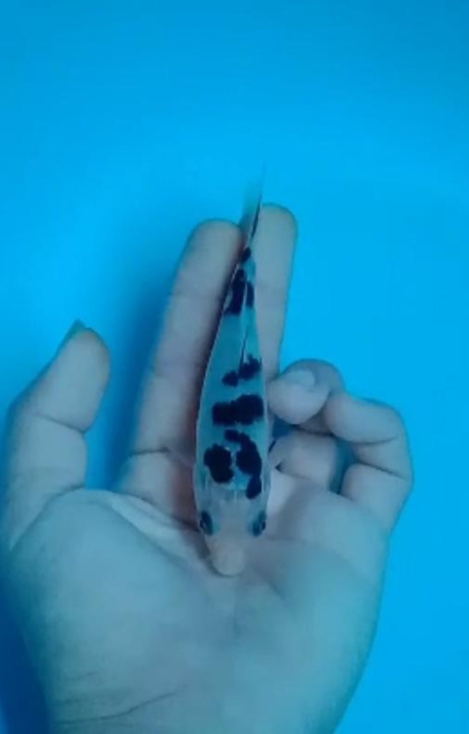 Juara 5