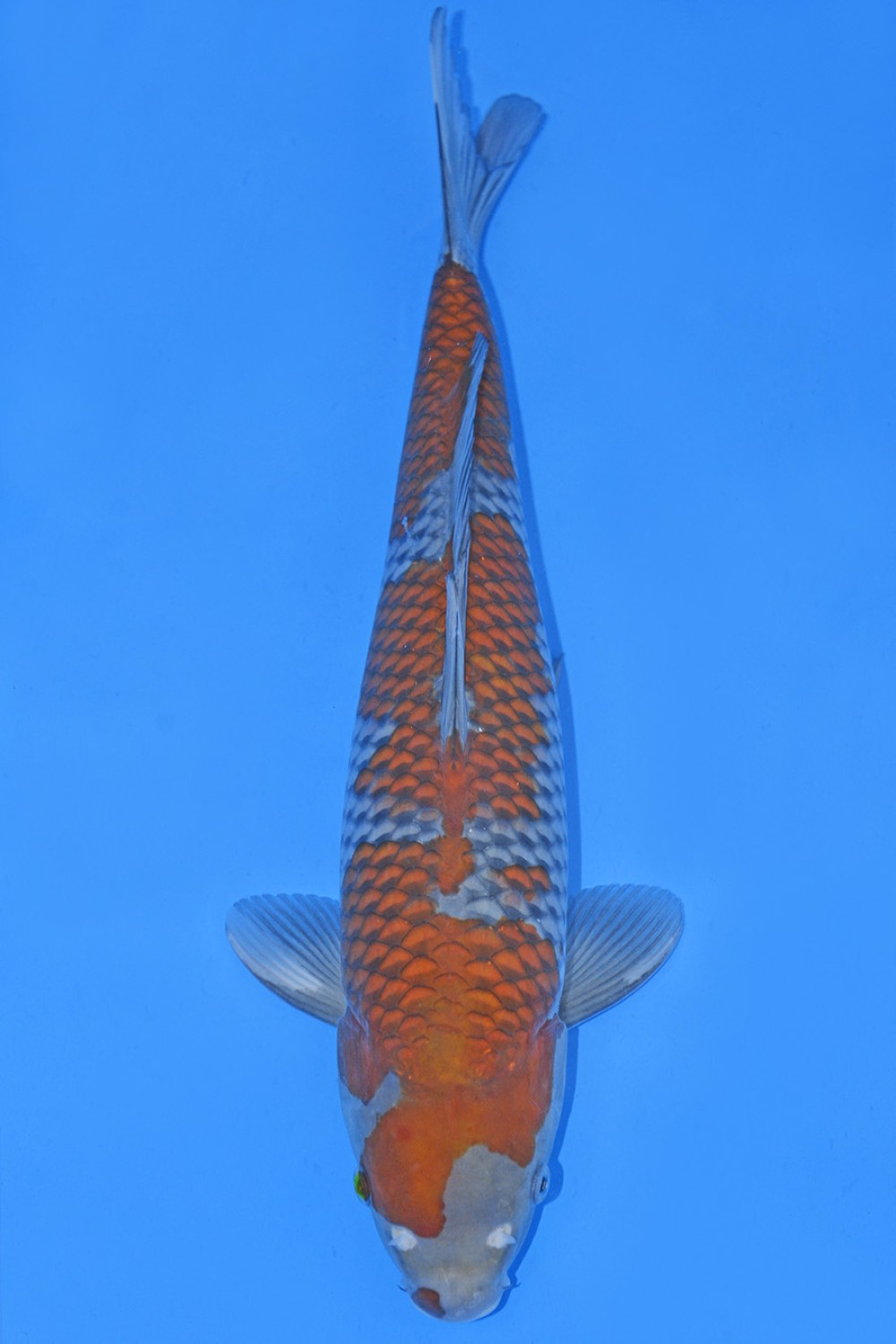 Juara 1