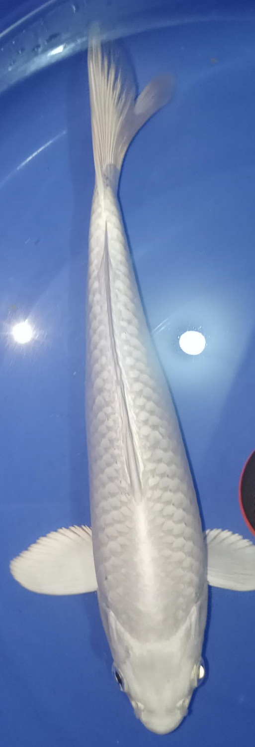 Juara 1