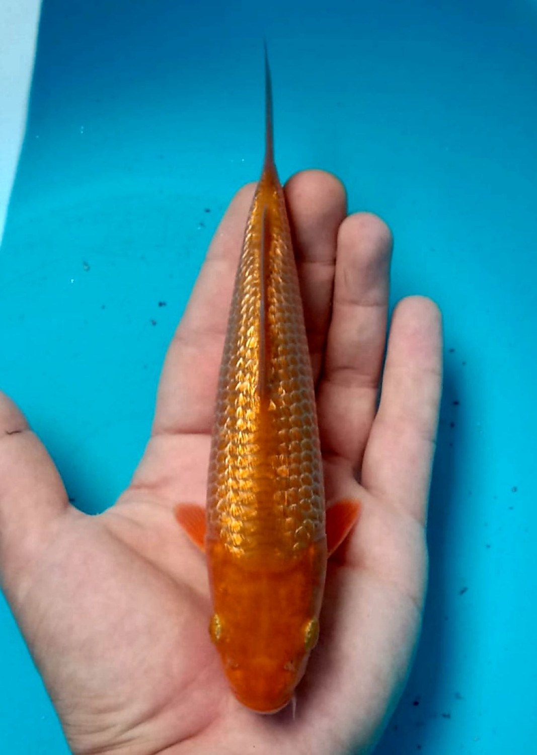 Juara 5