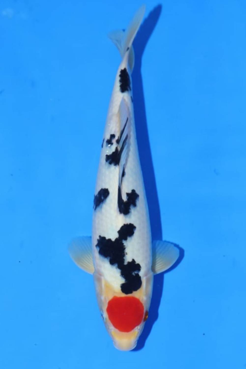 Juara 3