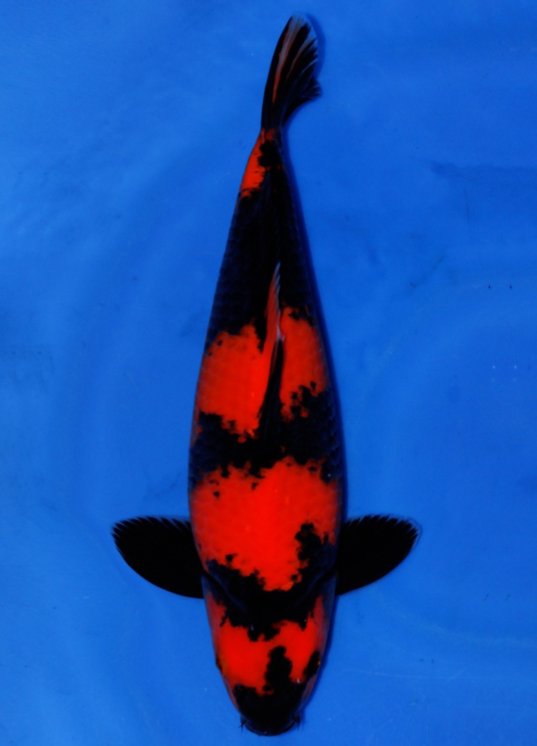 Juara 4