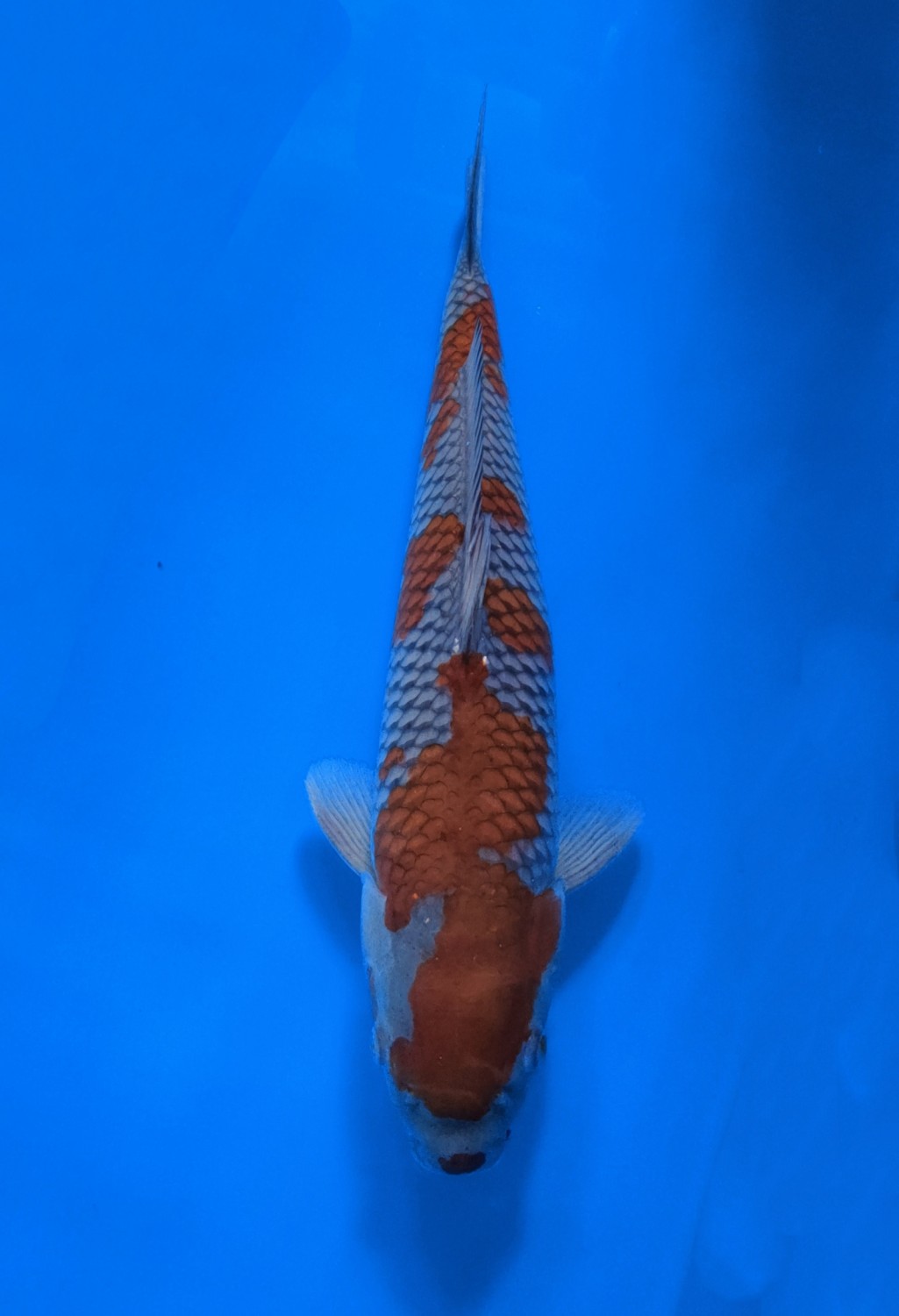 Juara 2