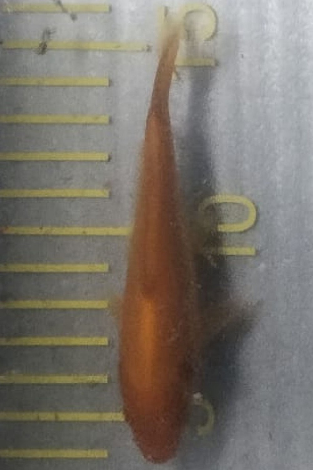 Juara 2