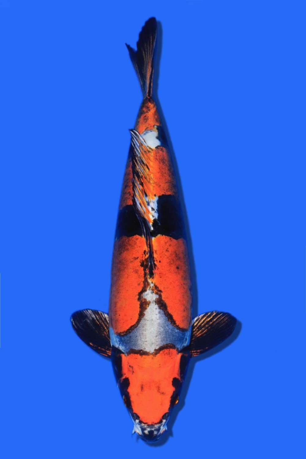 Juara 1