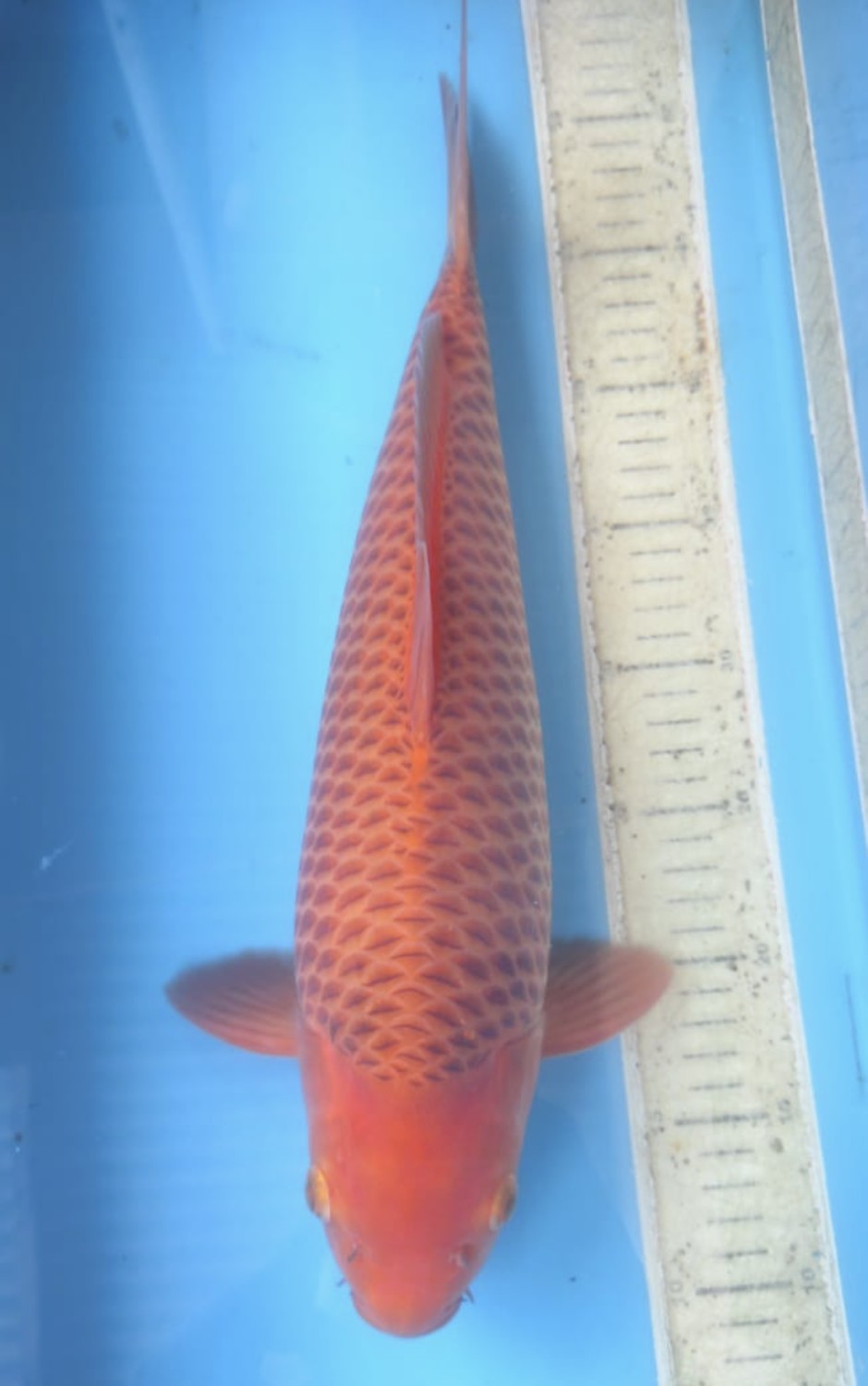 Best In Size E 41 - 45 cm