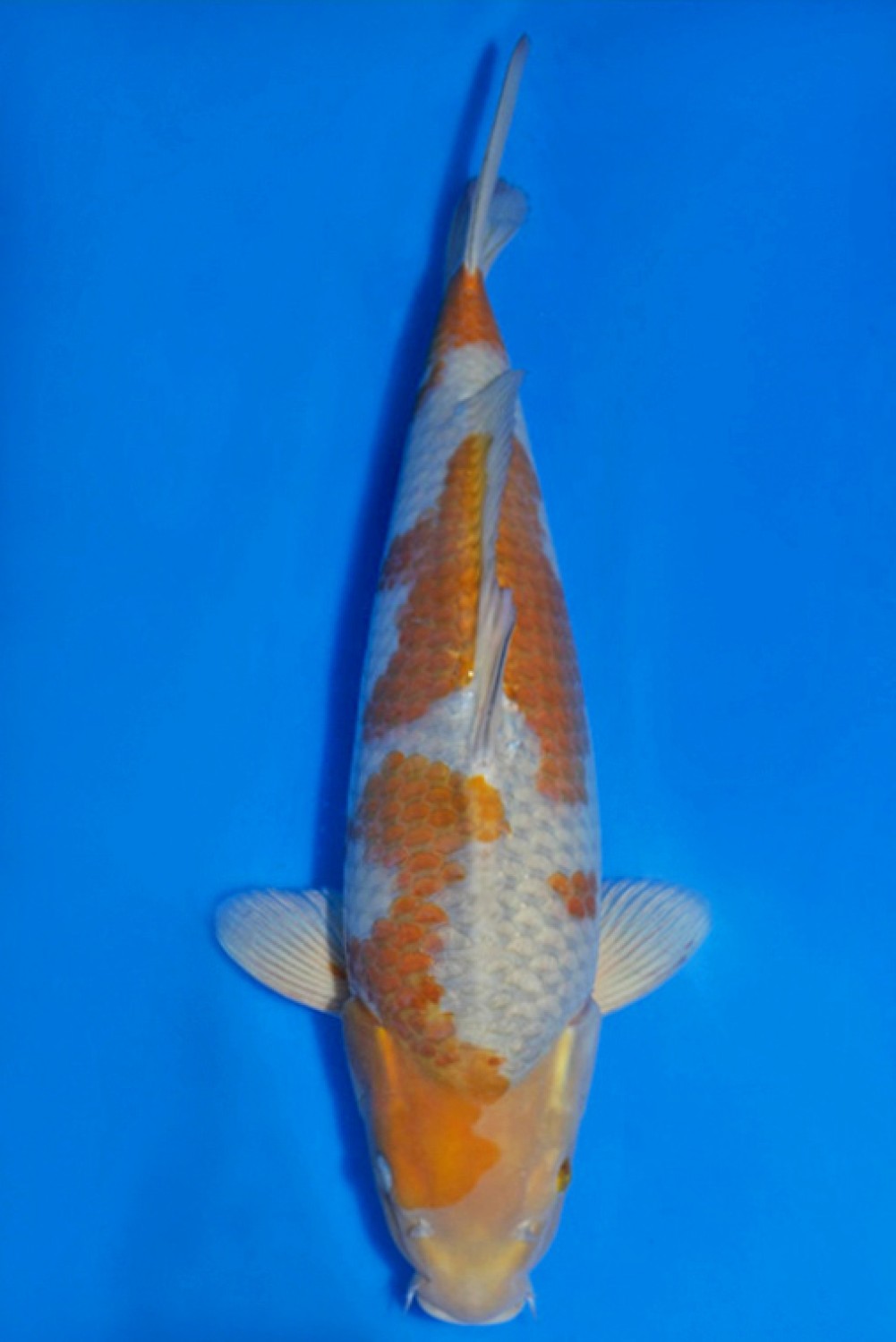 Juara 3