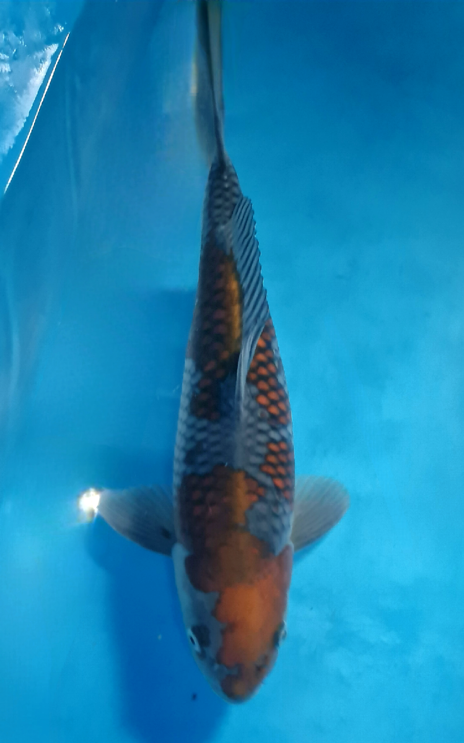 Juara 1