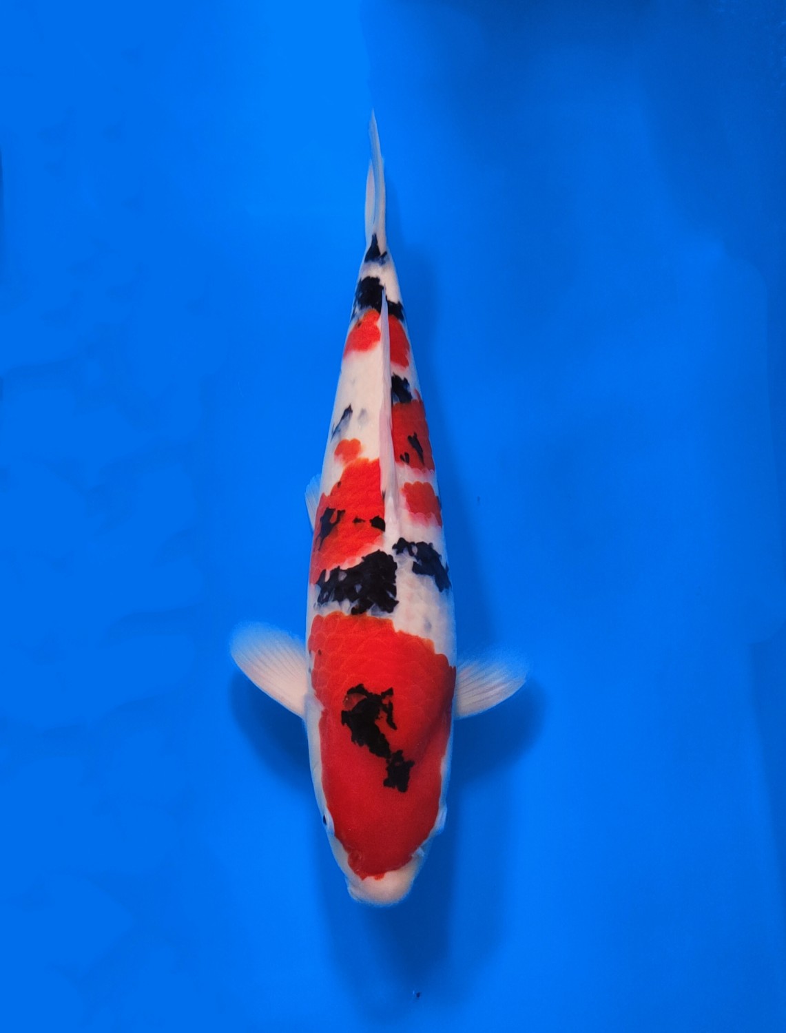 Juara 1