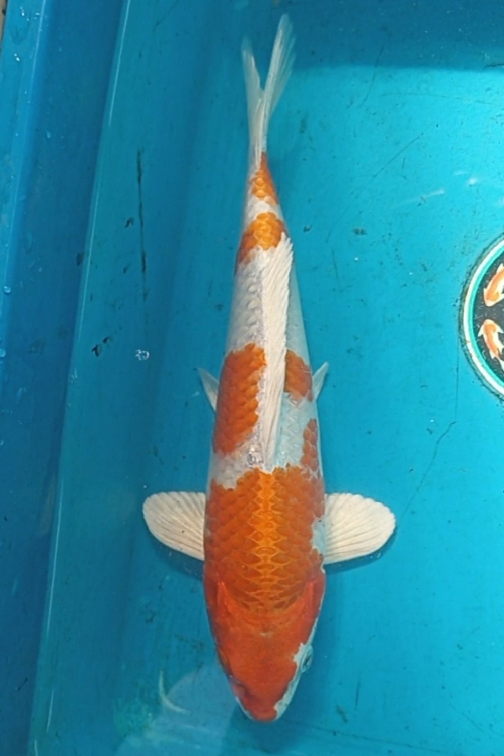 Juara 1