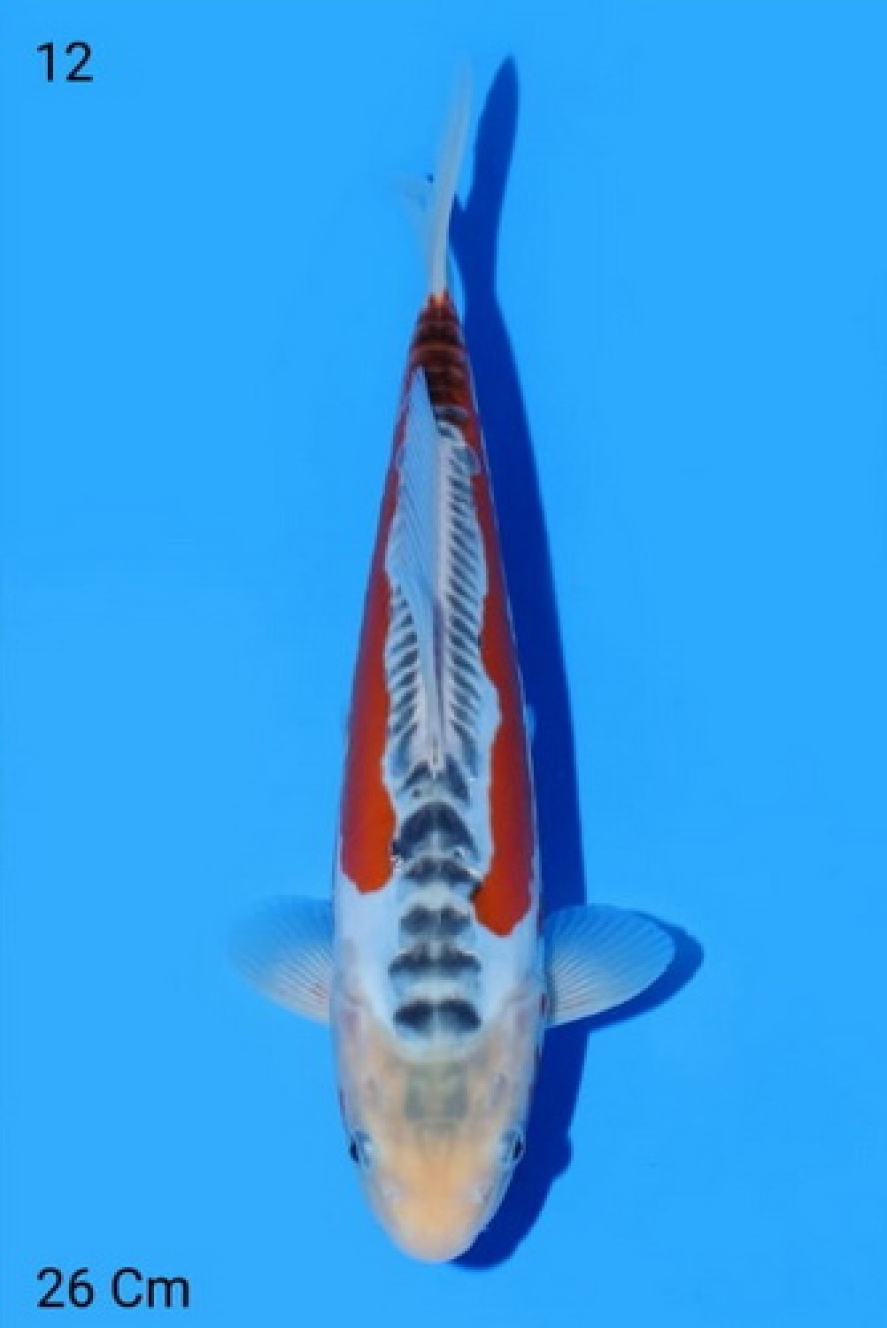Juara 1