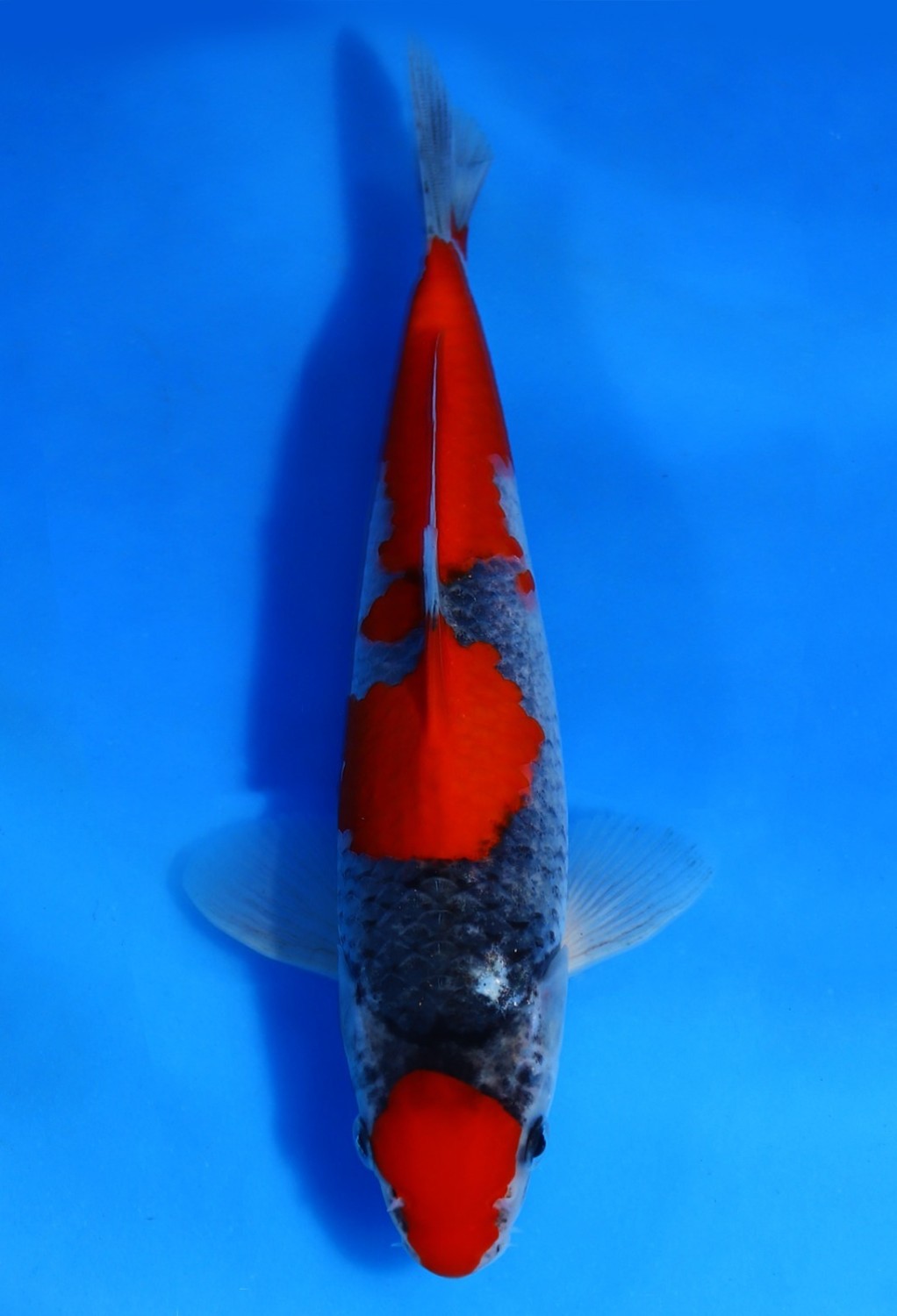 Juara 1