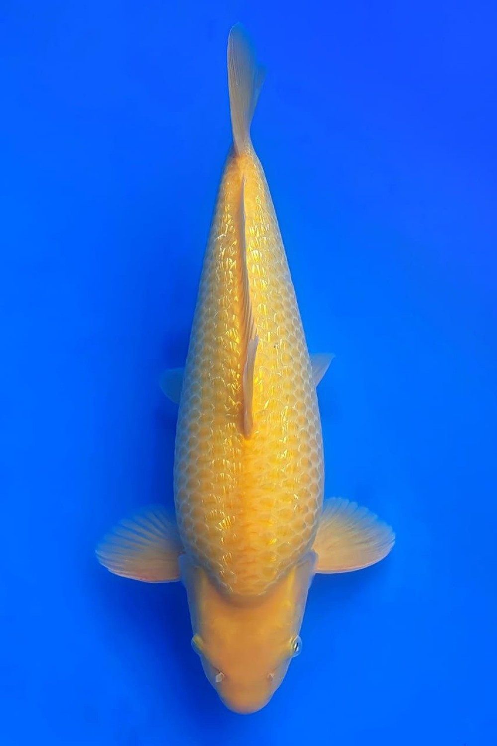 Juara 5