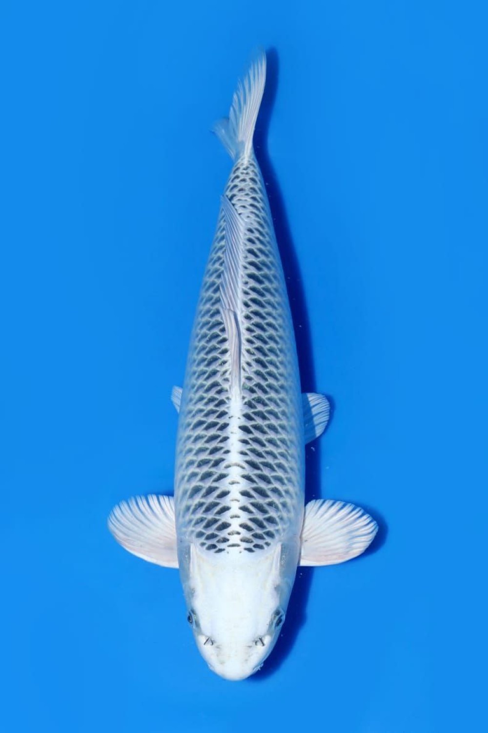 Juara 1