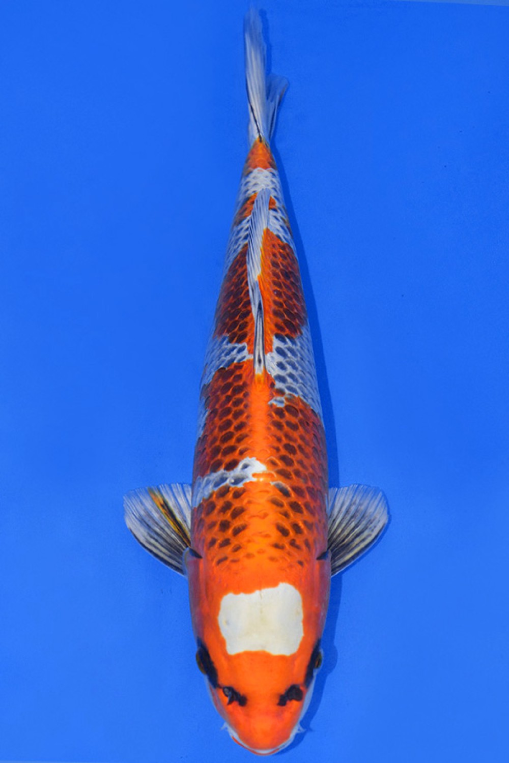 Juara 2