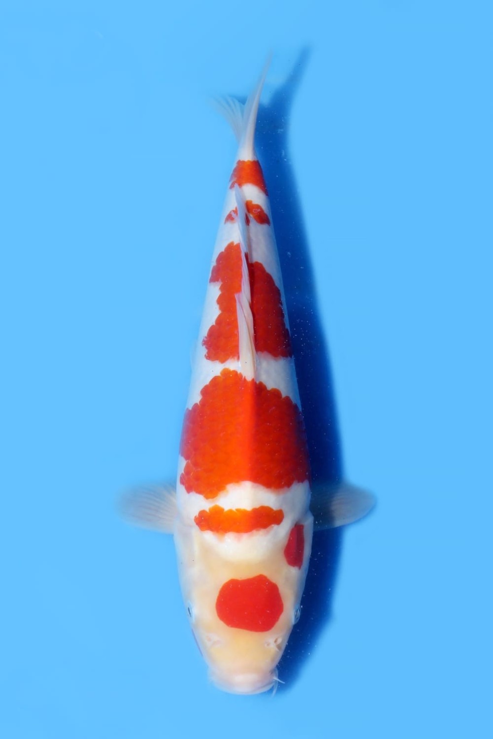 Juara 1