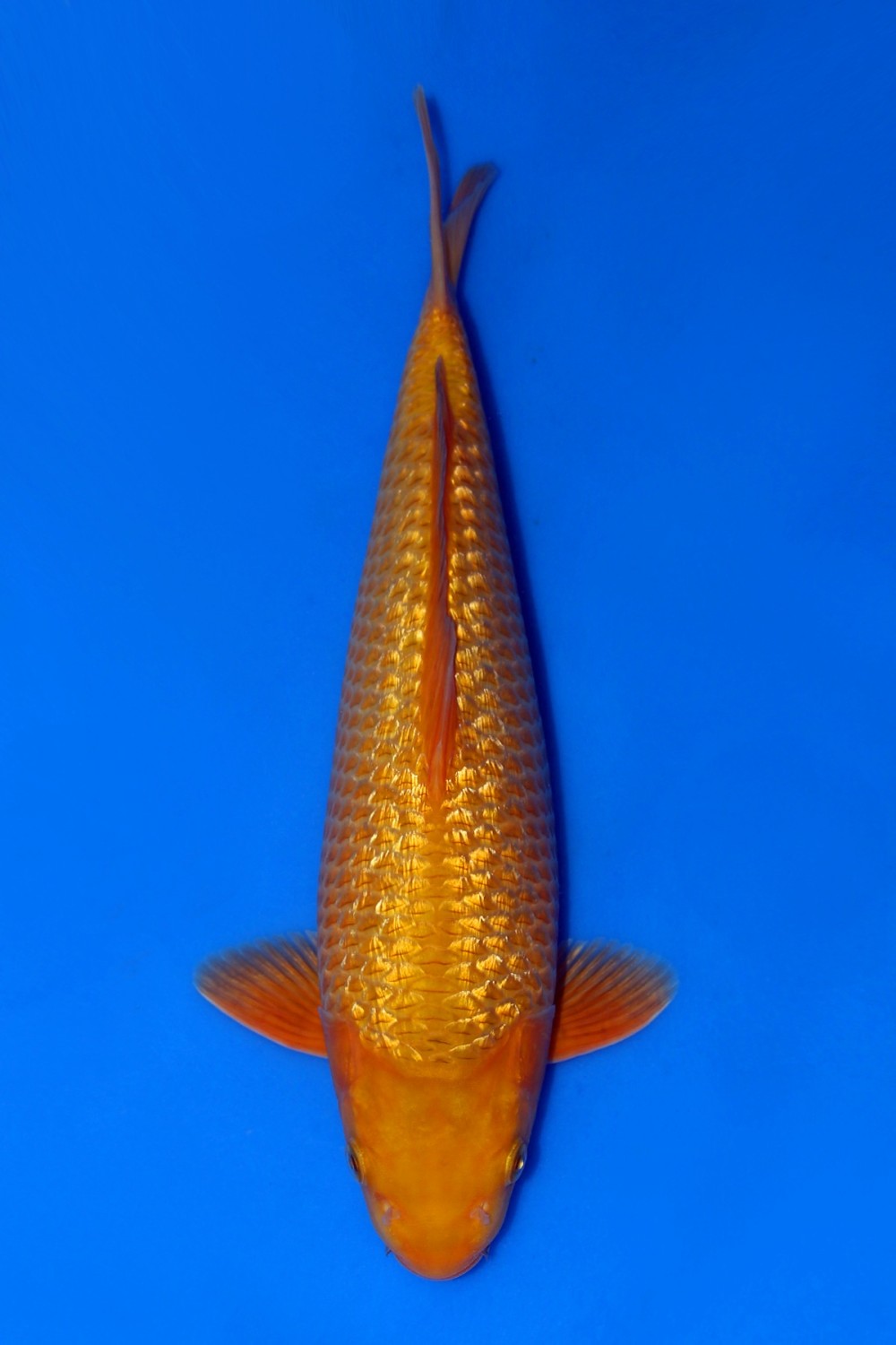 Juara 4