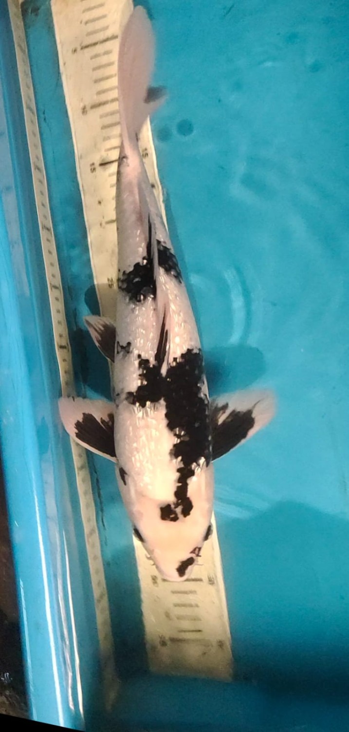 Juara 5