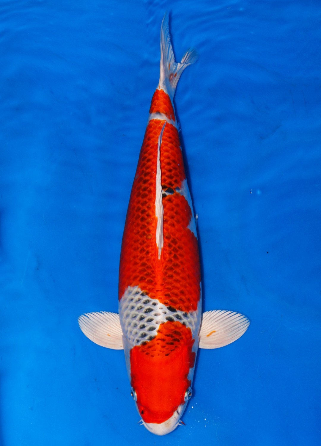 Juara 5