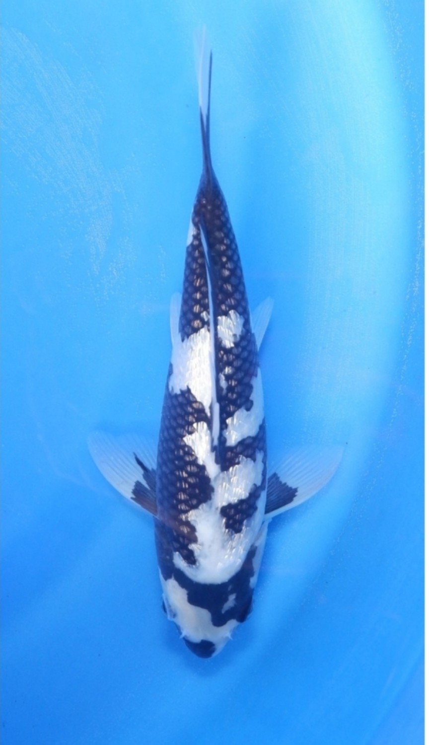 Juara 1
