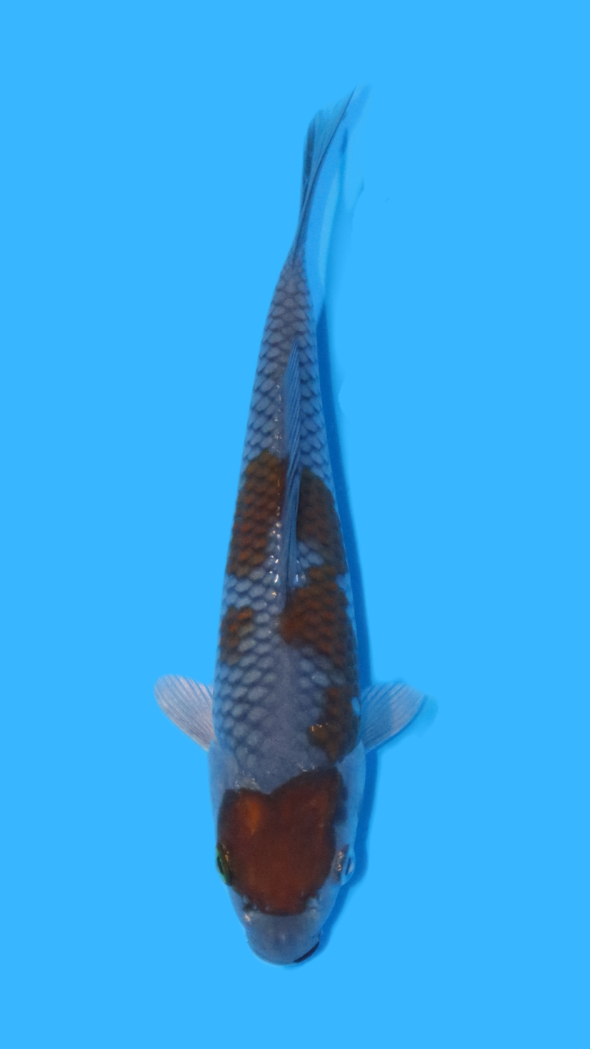 Juara 2