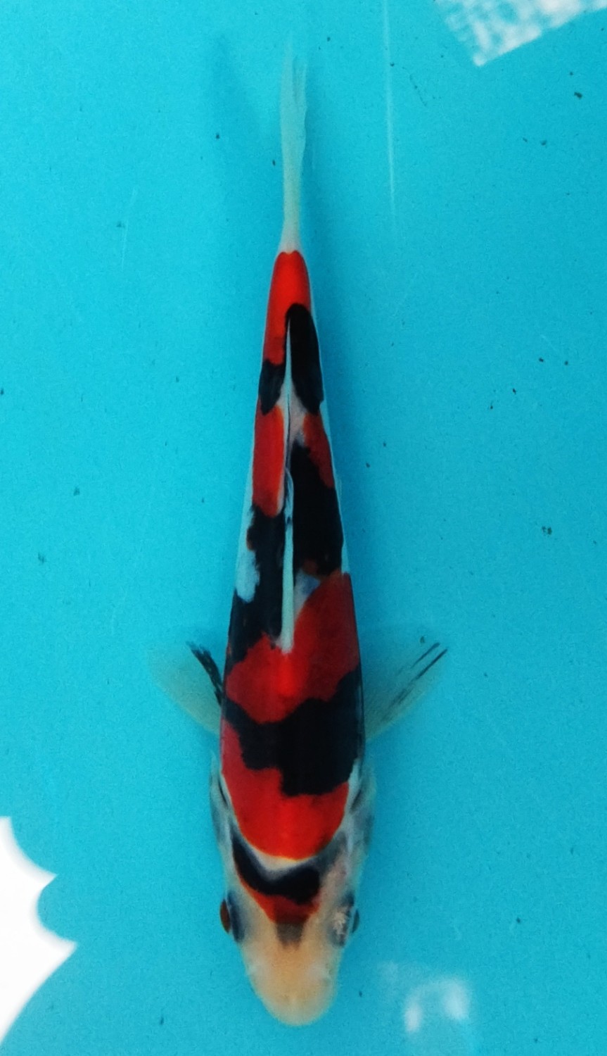 Juara 1