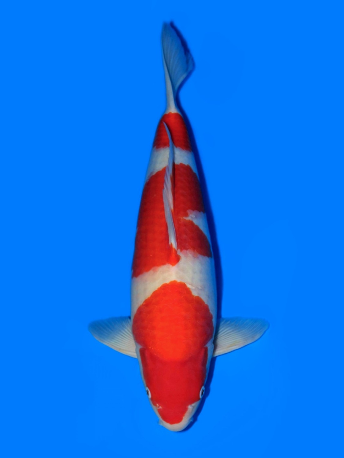 Juara 5