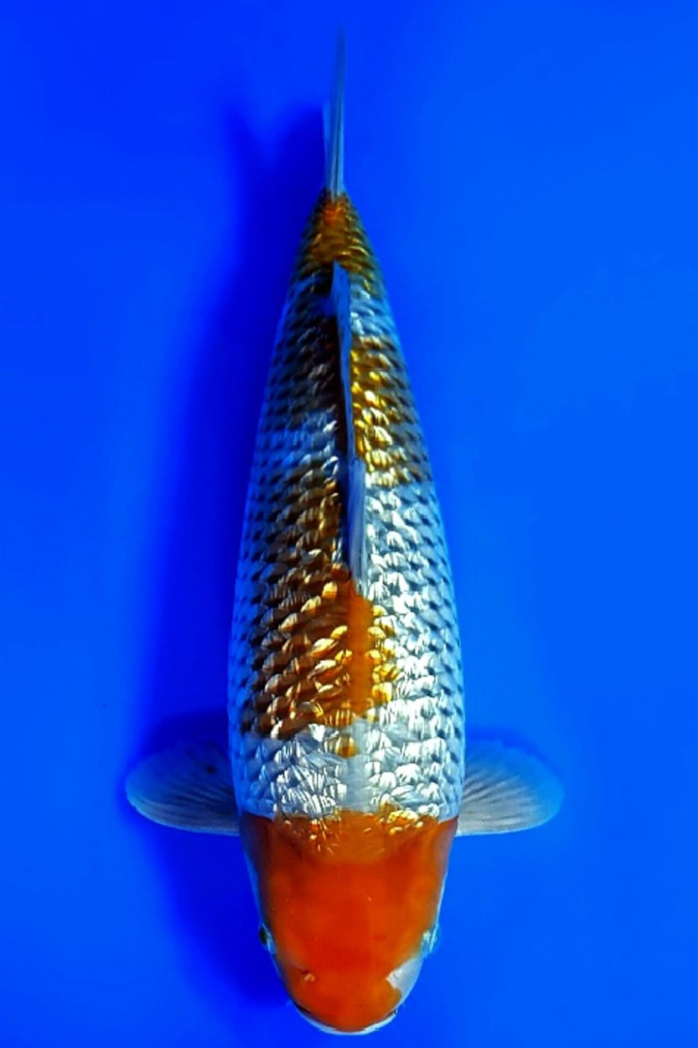 Juara 5