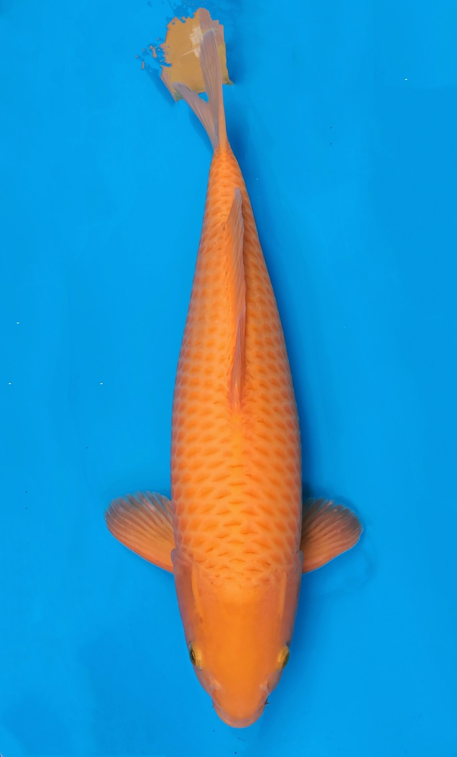 Juara 2