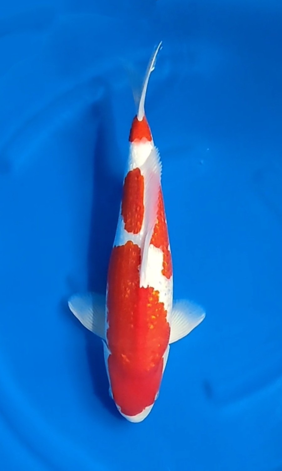 Juara 4