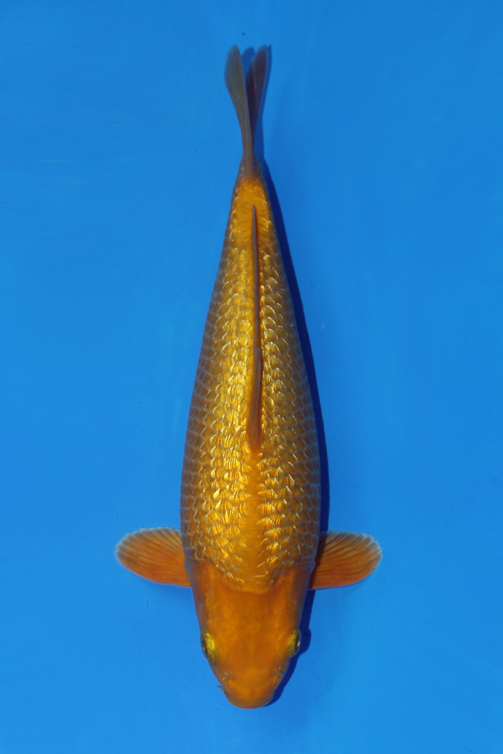 Juara 2