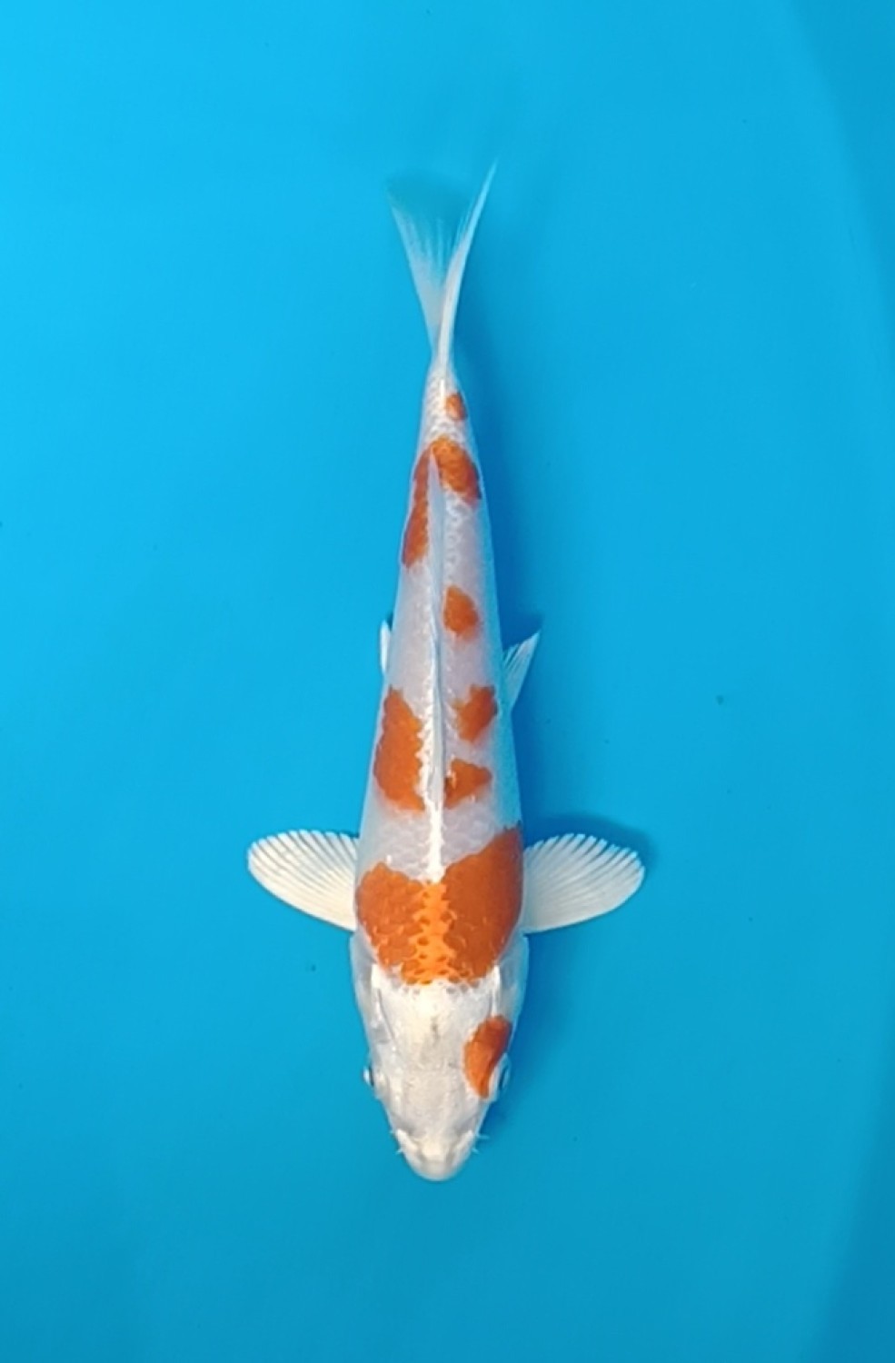 Juara 1