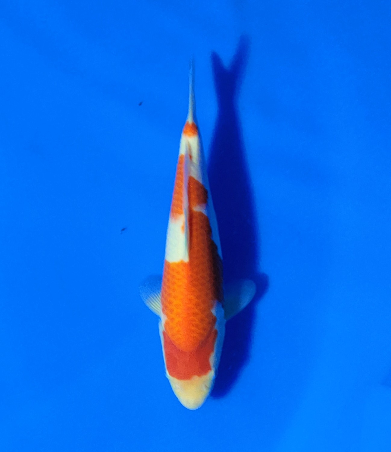 Juara 5