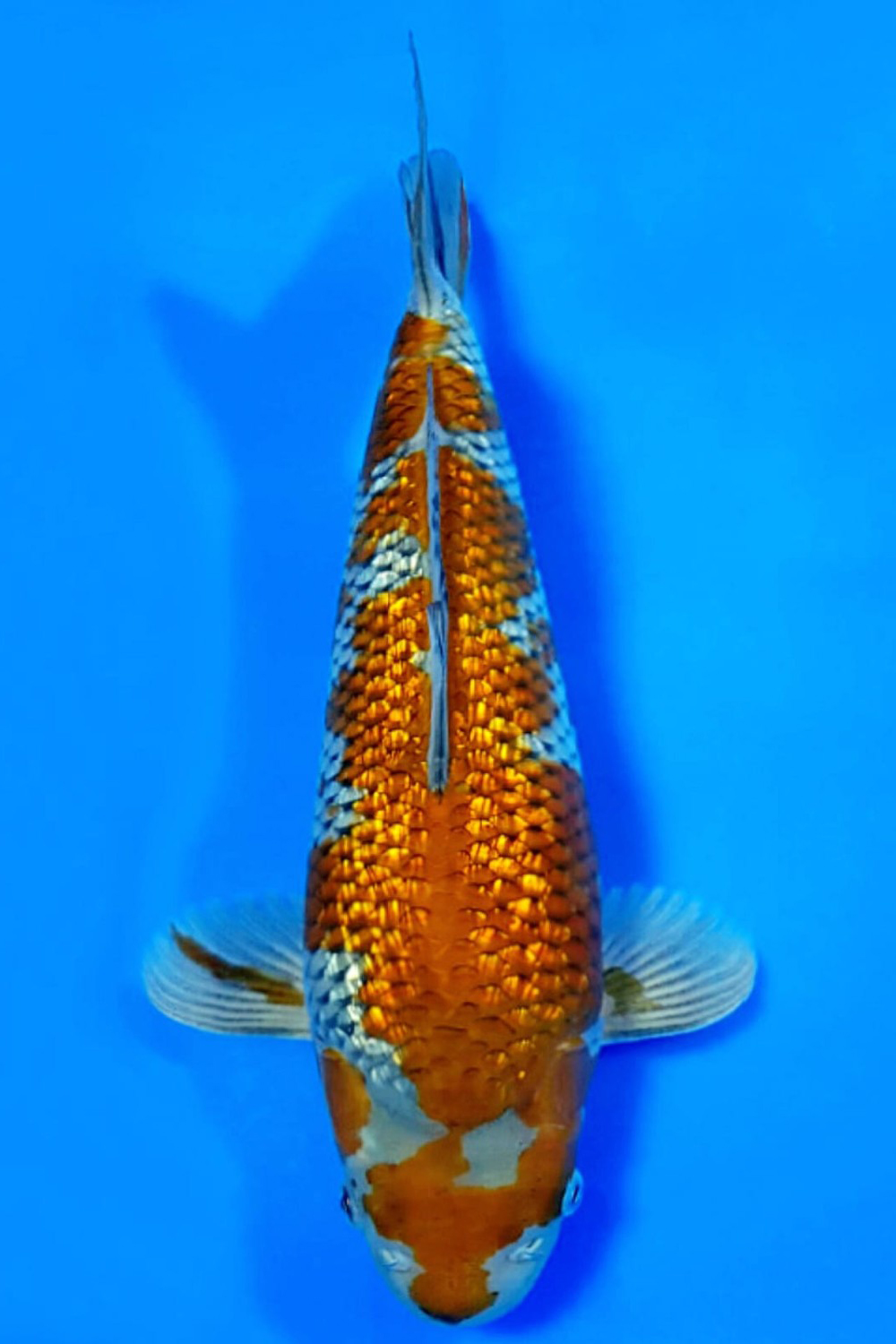 Juara 3