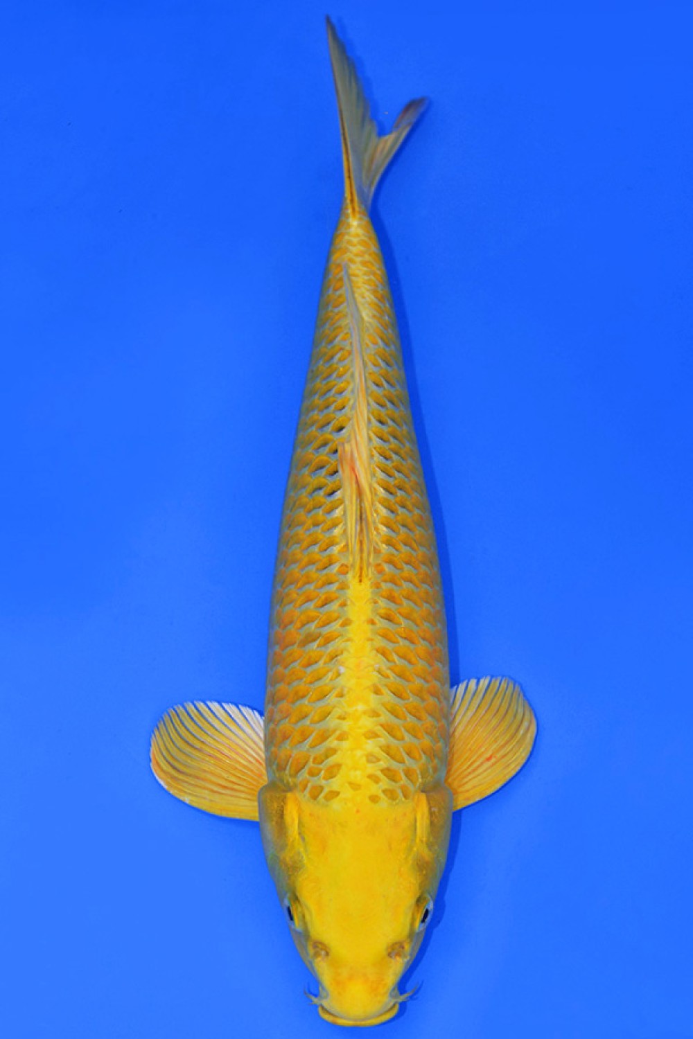 Juara 2