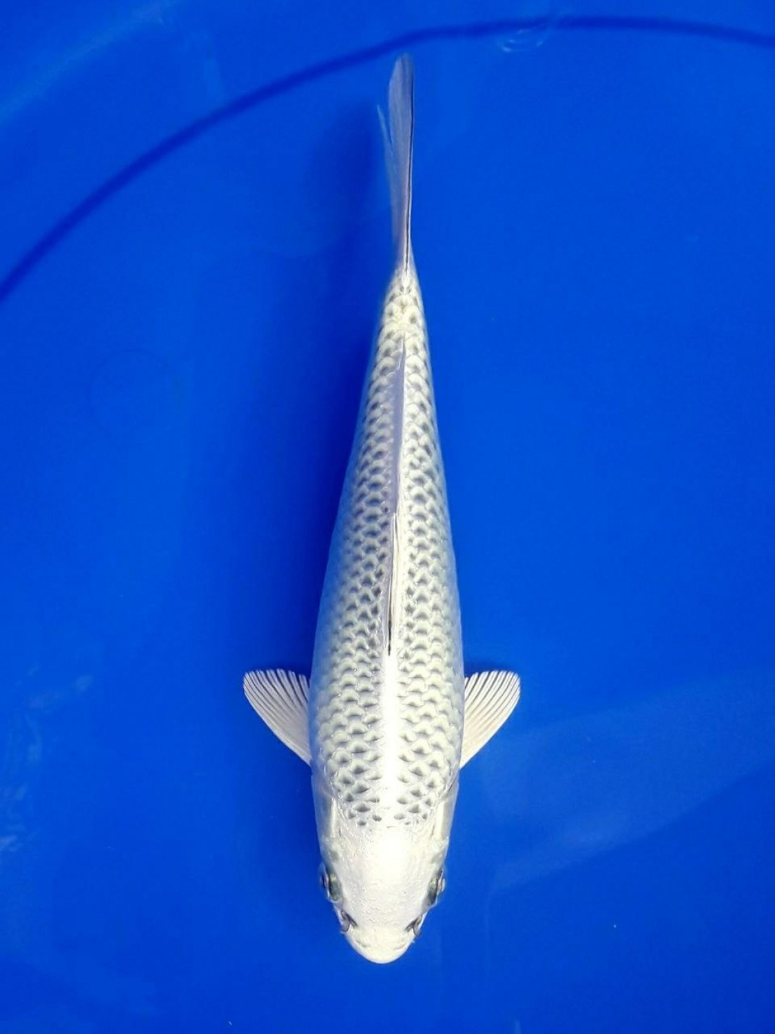 Juara 5