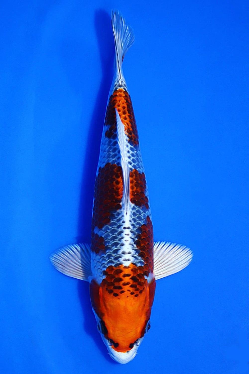 Juara 4