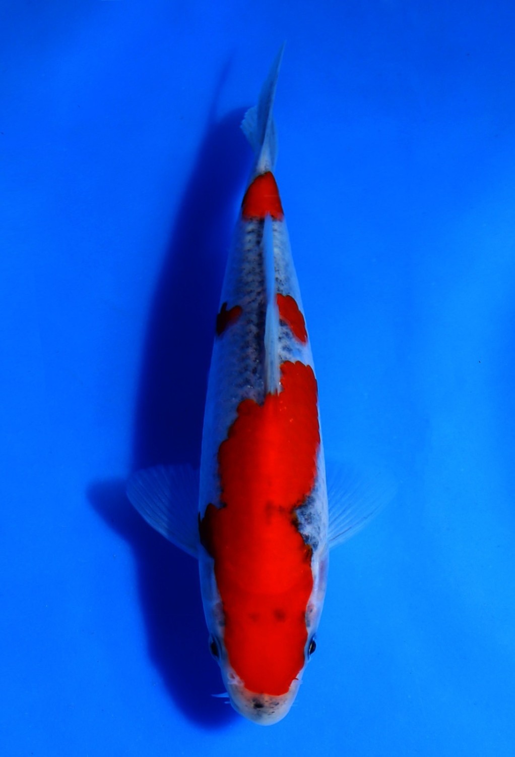 Juara 1