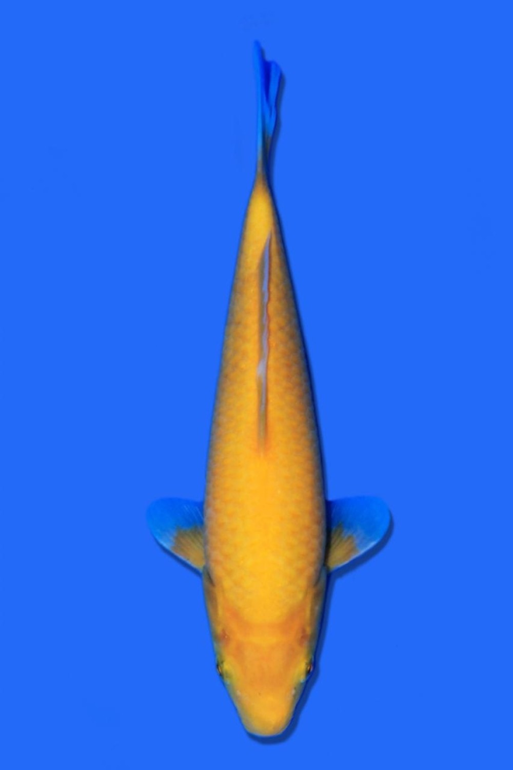 Juara 1