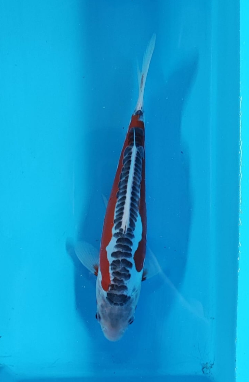 Juara 3