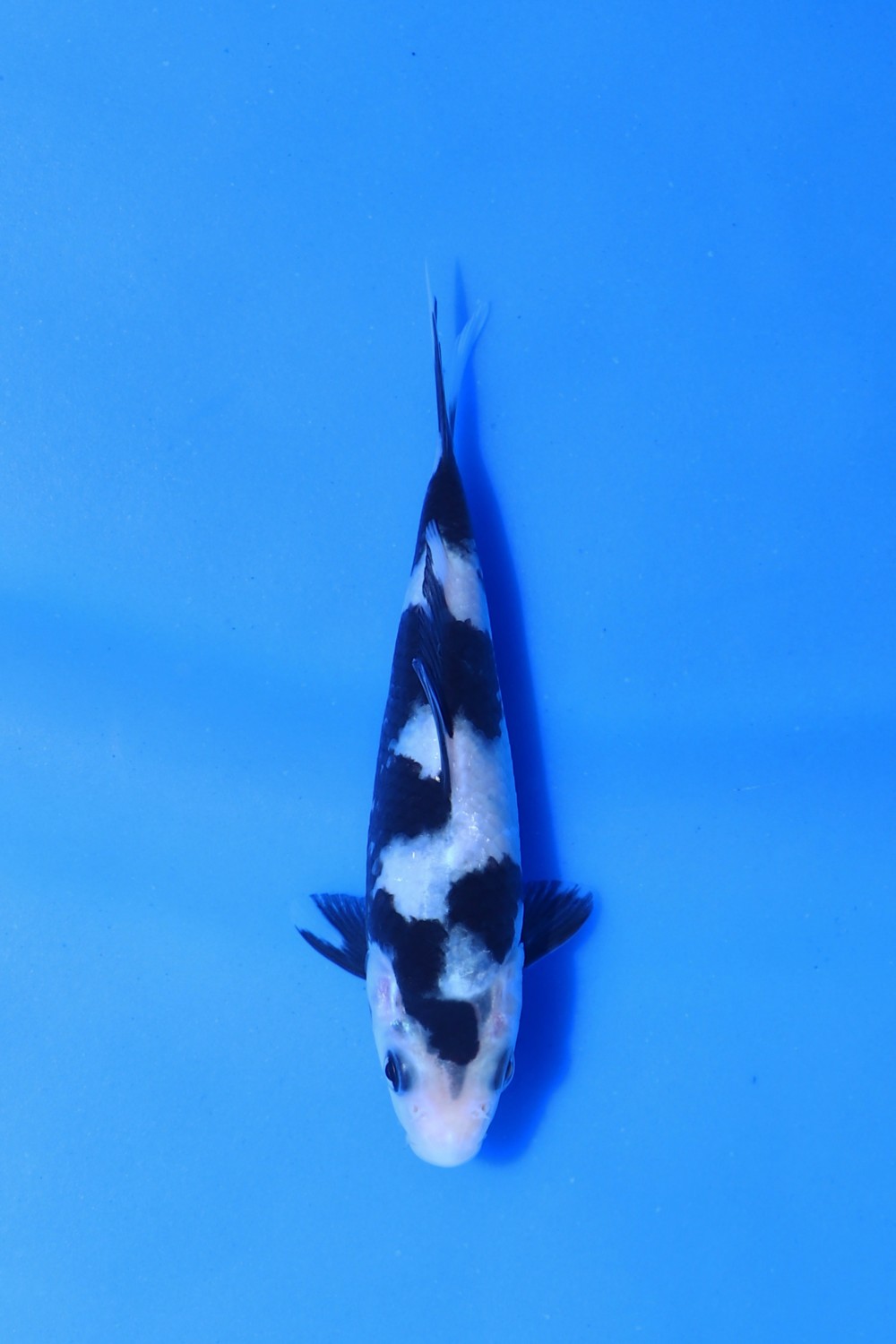 Juara 1