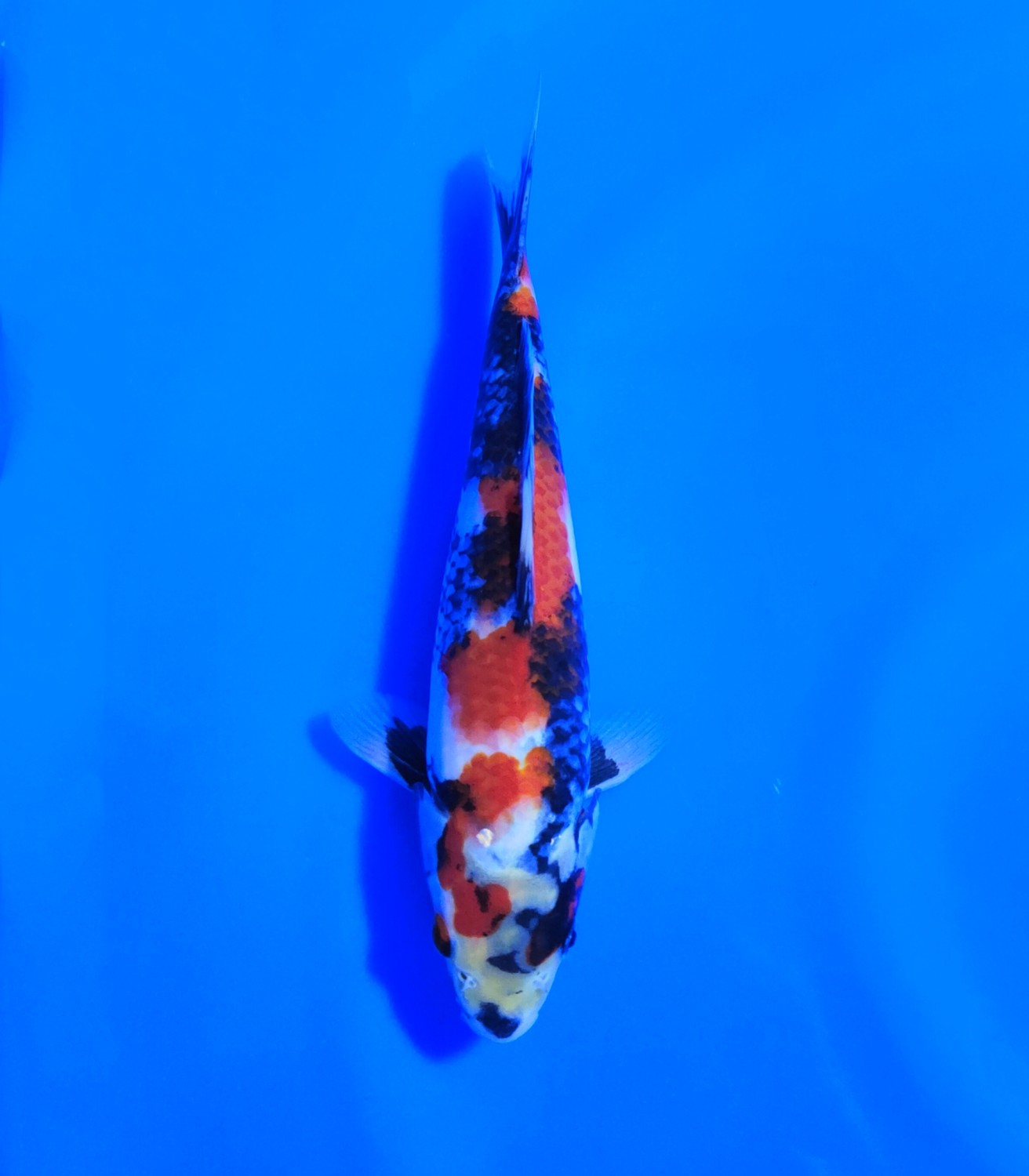 Juara 5
