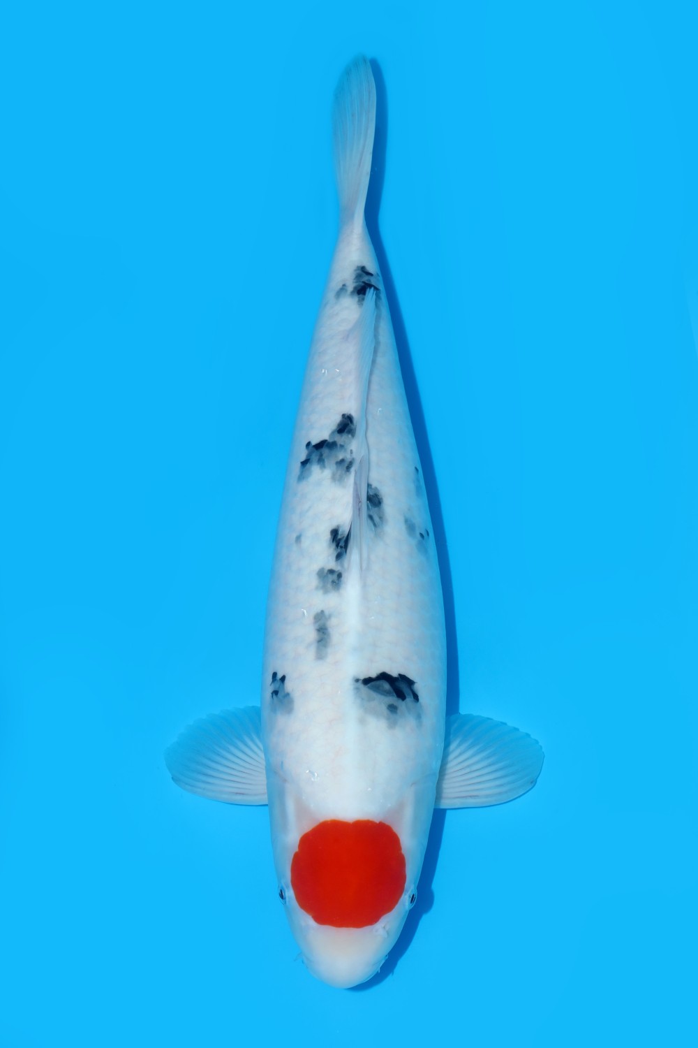 Juara 2