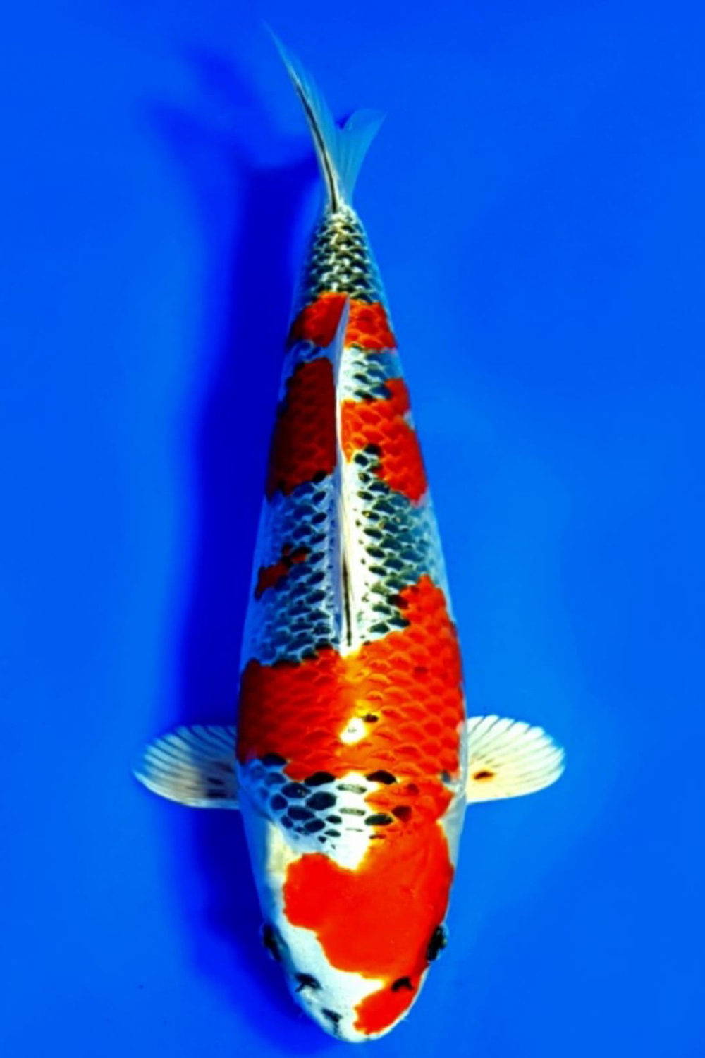 Juara 2