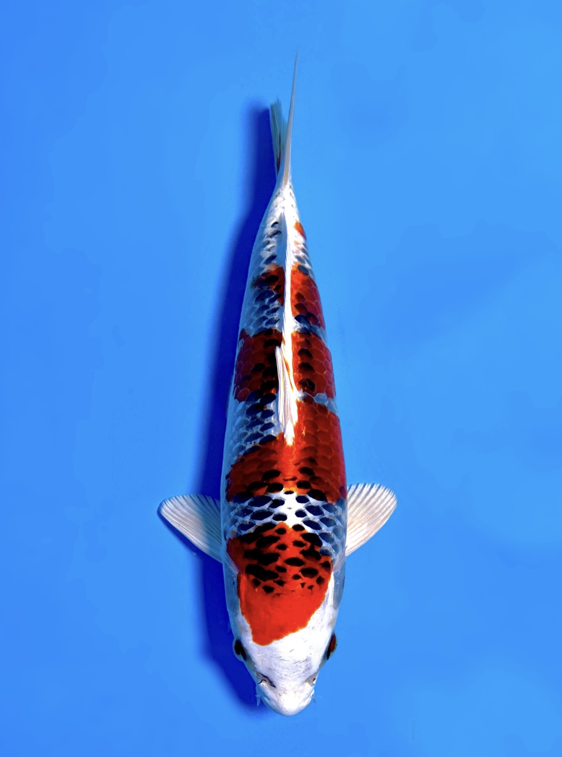 Juara 1