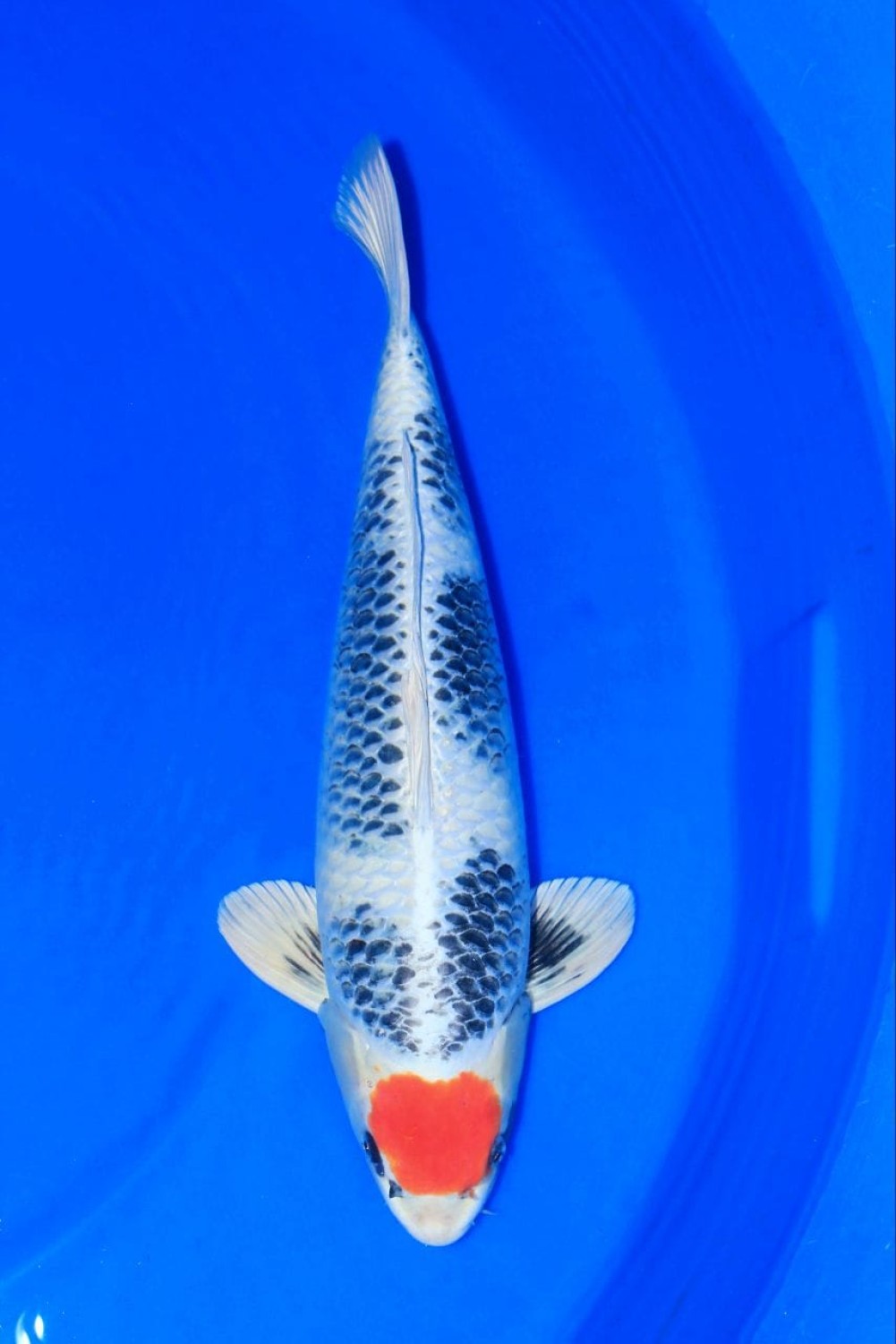 Juara 3